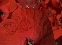 documental flores de ruanda
