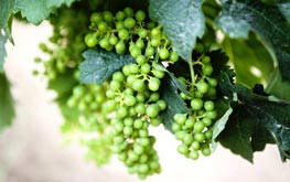 Viñedos - reserva de vinos Vino de reserva